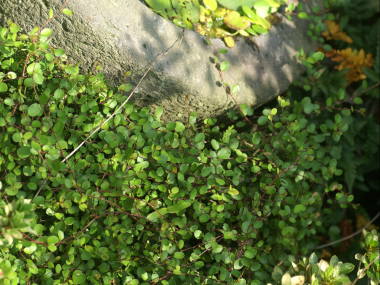 ワイヤープランツは 細い枝とかわいい葉 育て方を調べます