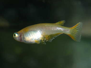 ���_�J�̗�