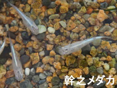 ���V���_�J