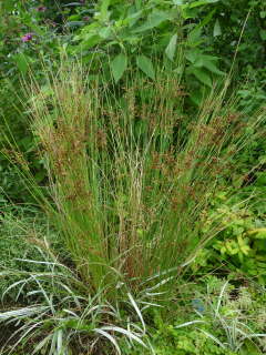 ��A���̃C�O�T