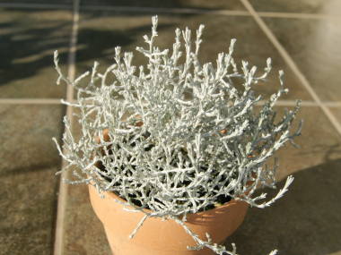 �J���P�t�@���X