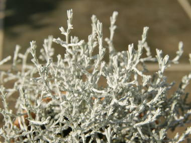 �J���P�t�@���X