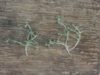 ������i�J���P�t�@���X�j