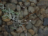 �}���،�̔����i�J���P�t�@���X�j