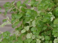 �x�r�[�e�B�A�[�Y