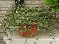 �u���C�_���x�[��