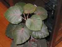 �t�B�J�X�E�y�e�B�I�����X