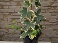 �t�@�g�X�w�f��