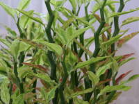 �y�f�B�����T�X