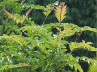 �V�}�g�l���R