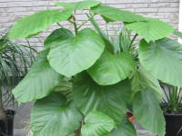 �t�B�J�X�E�E���x���[�^