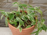 �t�B�J�X�E���f�B�J���X