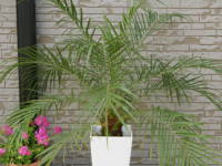 �t�F�j�b�N�X�E���x���j�[