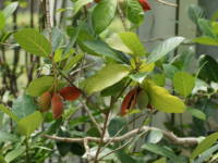 �s���|���̖�