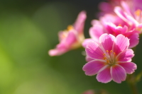 ���E�C�V�A�̎ʐ^