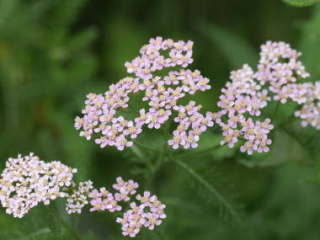 �Z�C���E�m�R�M���\�E�i�s���N�j