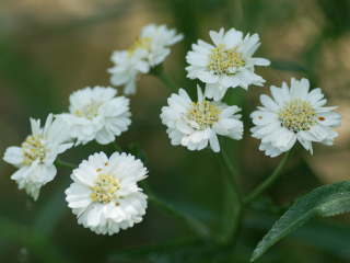 �A�L���A�@�p�[��