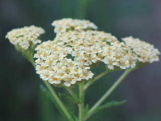 �Z�C���E�m�R�M���\�E�i���j