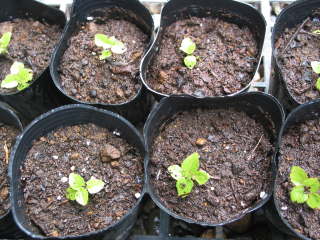 �A�Q���^���̉��A��