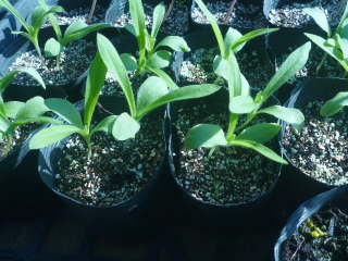 �A�O���X�e���}�i�|�b�g�܂��j