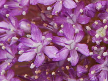 �A���E���E�M�K���`���[���̉�