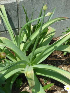 �A���E���E�M�K���`���[���̉Ԍs