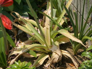 ���F���͂��A���E���E�M�K���`���[���̗t