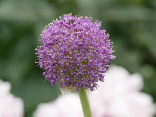 �A���E���E�M�K���`���[���̊J��