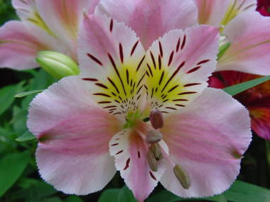 �A���X�g�������A�i�W�����F�j