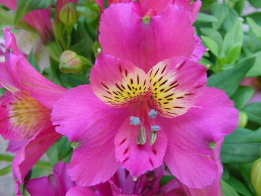 �A���X�g�������A�i���F�j