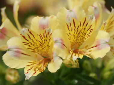 �A���X�g�������A�i���F�j