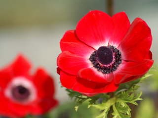 �A�l���l�E�R���i���A(�f�E�J�[����)