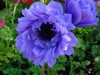 �A�l���l�E�R���i���A(�Z���g�E�u���W�b�g��)