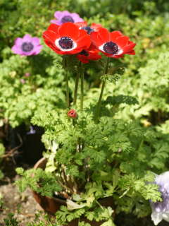 �A�l���l�̔��A��