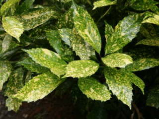 ������A�I�L