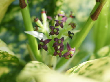 �A�I�L�̎���