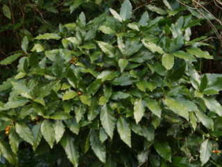 �Ηt�̃A�I�L