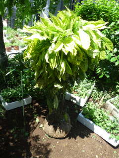 �A�I�L�̍������c