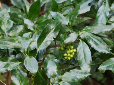 �Ηt�̃A�I�L