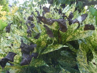 �A�I�L�̒Y�s�a