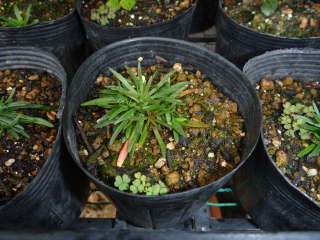 �A�������A�̃|�b�g�c