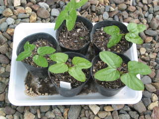 �A�T�K�I�̃|�b�g�܂�