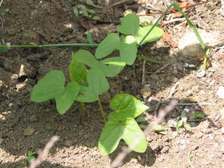 �A�T�K�I�̒��܂�