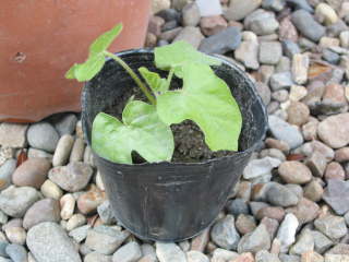 �A�T�K�I�̃|�b�g�c