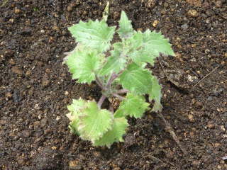 �A�T���i�̕c�̐A���t��