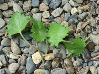 �A�T���i�̑}����