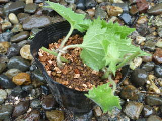 �A�T���i�̑}����