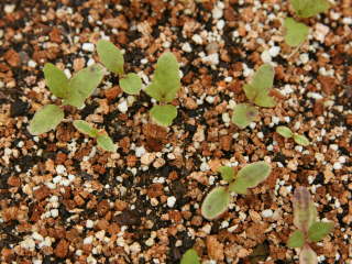 �A�X�N���s�A�X�̎�܂�