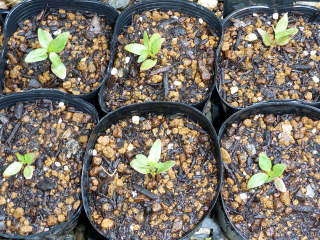 �A�X�N���s�A�X�̉��A��