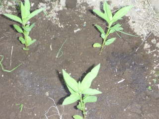 �A�X�N���s�A�X�̒�A